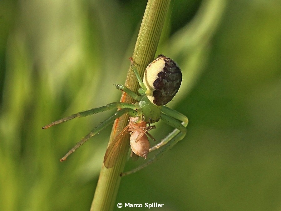 Diaea cfr. dorsata (con preda)  - Val D''Assa (VI)